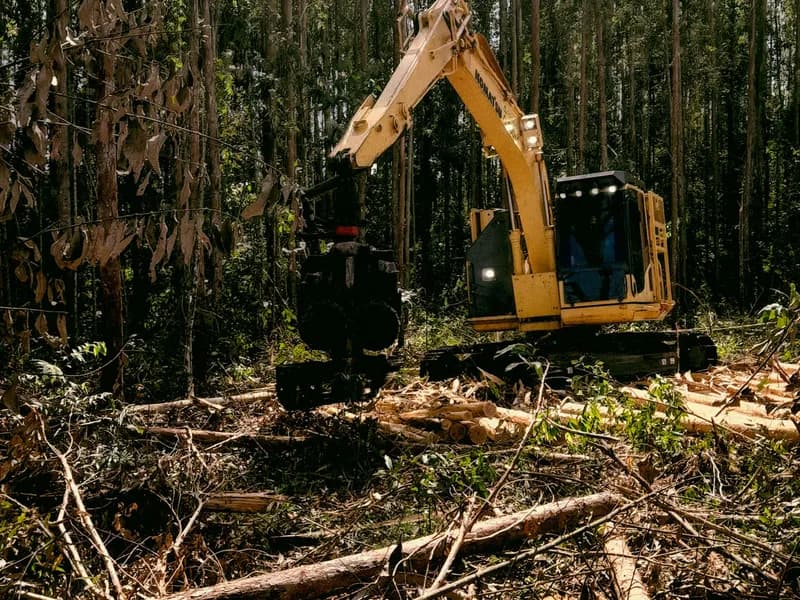 Land clearing project in Orlando